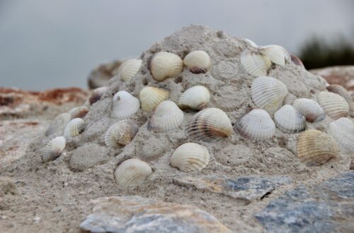 mussels, beach, sand-5511964.jpg